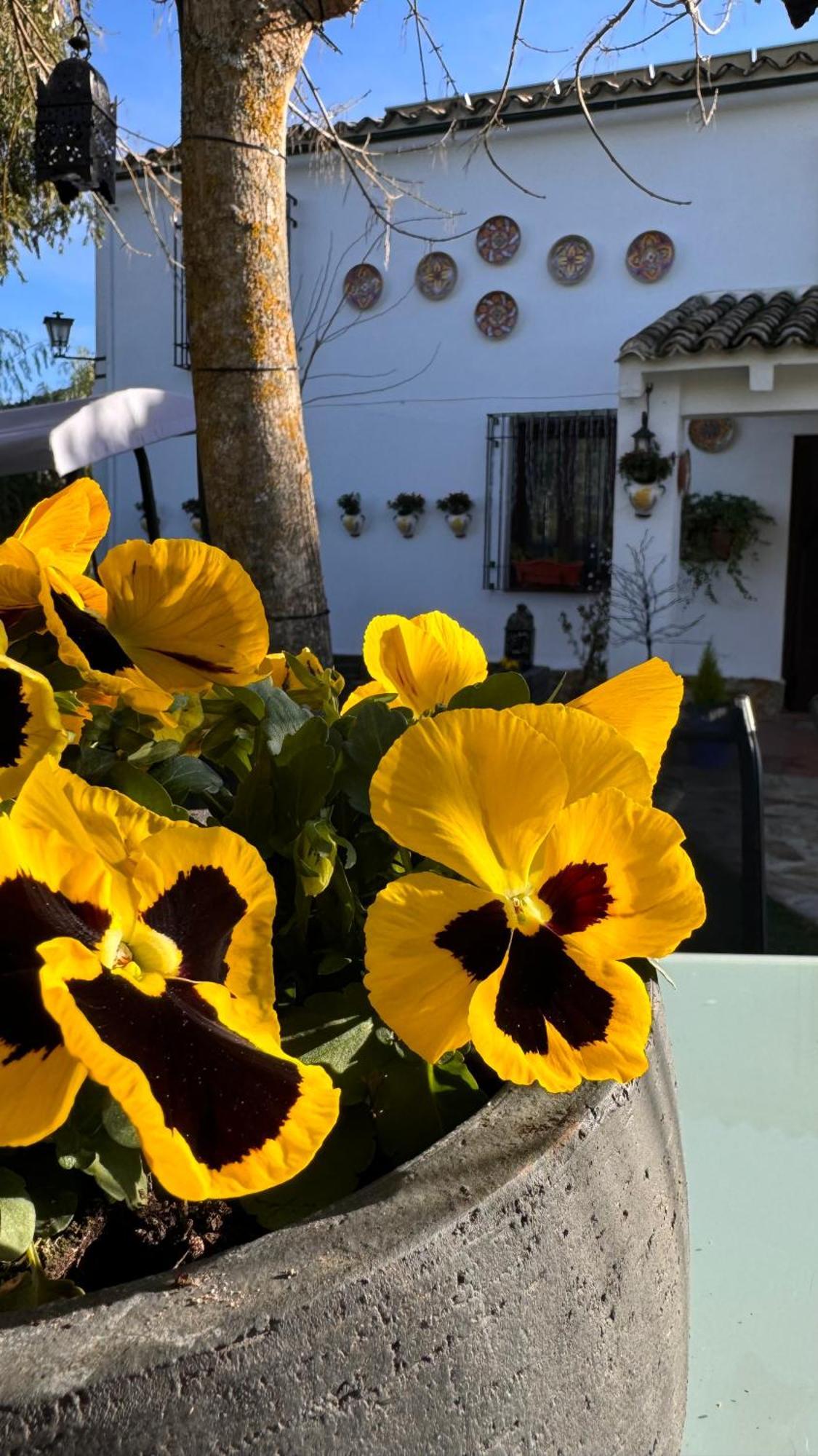 Cortijo Rodeo. Alojamiento Rural Carcabuey Eksteriør bilde